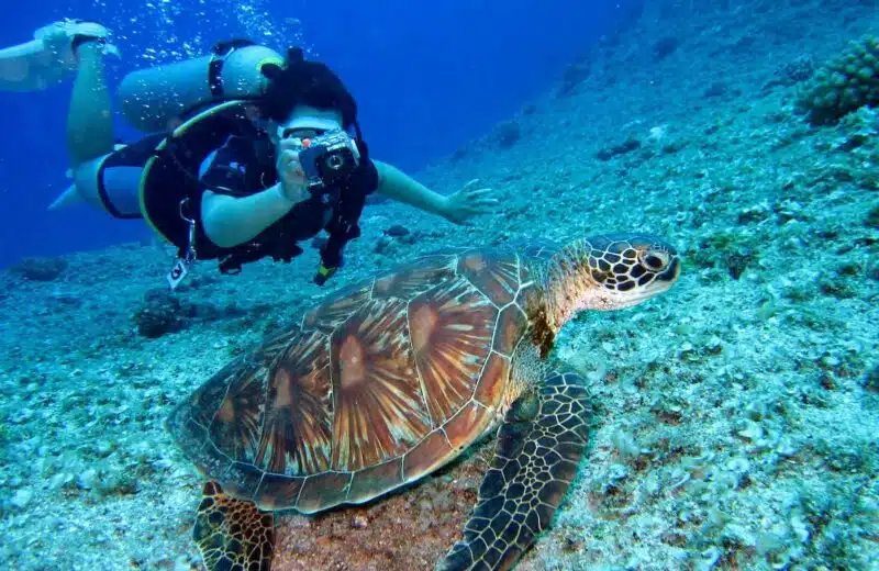 Les spots incontournables pour découvrir l’art de la plongée sous-marine