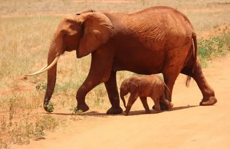 Une immersion inédite au cœur de la faune sauvage lors d’un safari d’exception