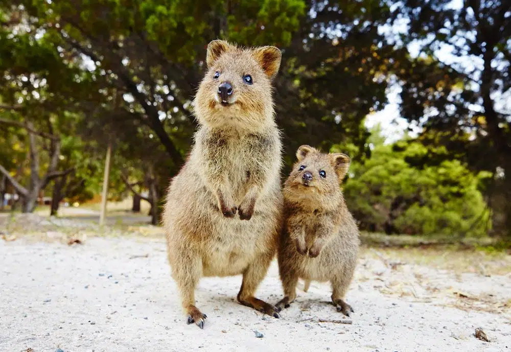 Quels sont les marsupiaux ?