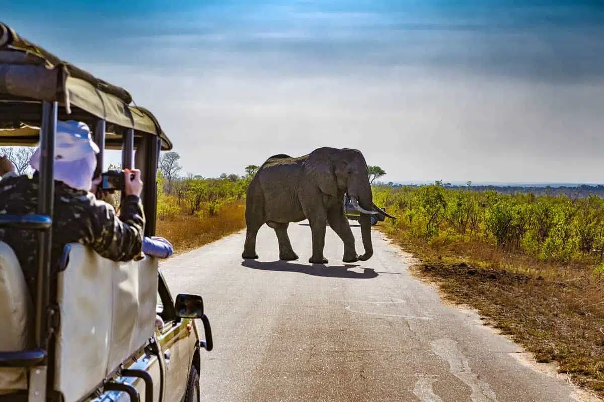 safari en Afrique