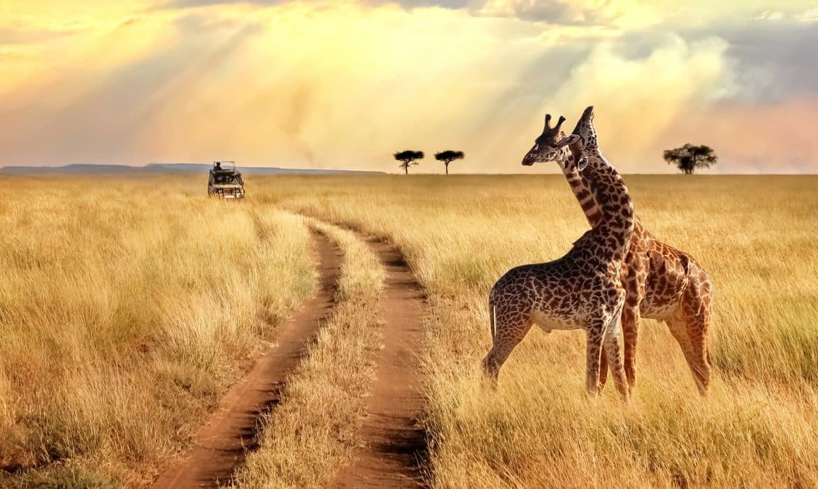 Où faire le meilleur safari en Afrique ?