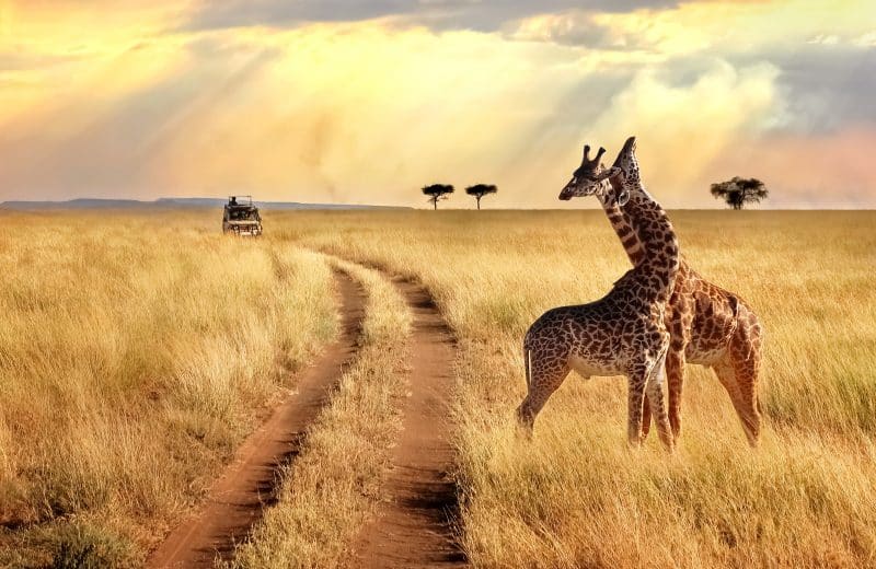 safari en Afrique