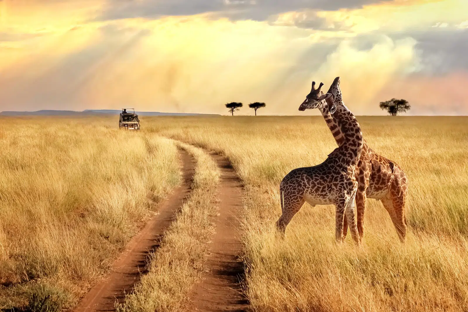 safari en Afrique
