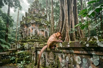 Singe macaque perché sur un mur de temple en pierre moussu dans la Forêt des Singes Sacrés d'Ubud à Bali, entouré de végétation tropicale luxuriante
