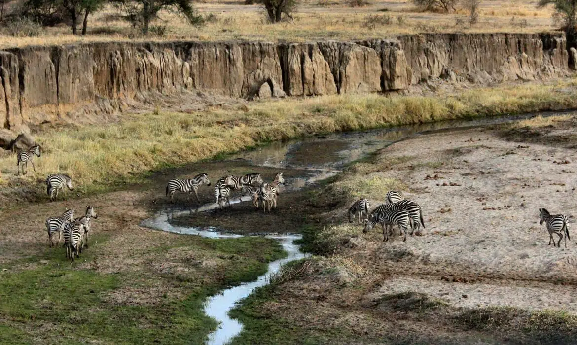 Quand faire un safari en Afrique ?