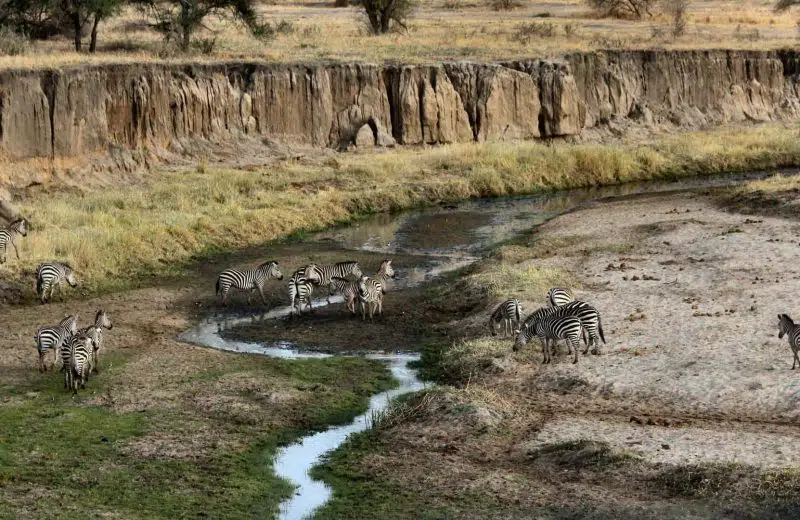 Quand faire un safari en Afrique ?