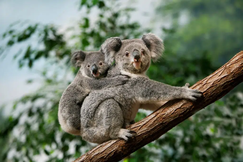 Est-ce que les koalas ont une poche ?