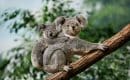 Est-ce que les koalas ont une poche ?