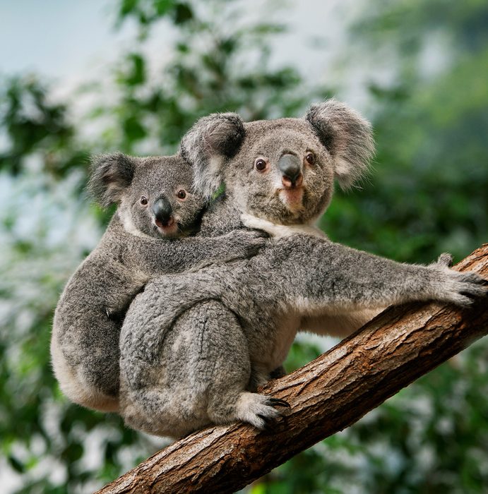 Est-ce que les koalas ont une poche ?